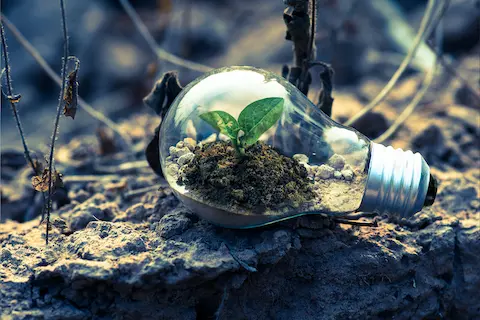 terrarium bulb